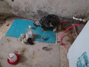 افراخ فسيفس للبيع