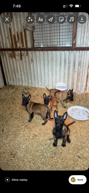 جراوو مالينوو بلجيم مستوىى عالمي