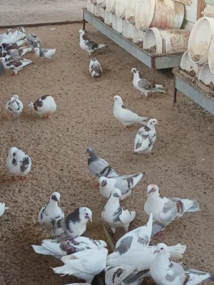 حمام لاحم للبيع