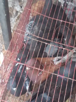 يوجد حمام للبيع بتاع موس