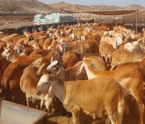 غنم مربى جذعان للاضاحي سواكني وبربري وتيوس من مزرعتنا