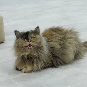 للبيع قط مال بيت