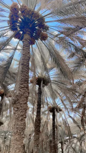 طناء نخيل فرض
