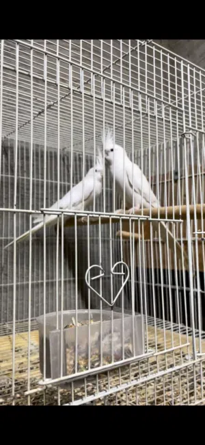 زوج كوكتيل البينو منتجين وصحة ونظافة وحاليا على طول في الميدان