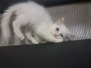 قطة للبيع جميلة