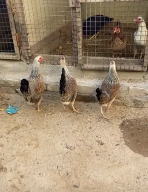 دجاج دندراوي اقره الوصف