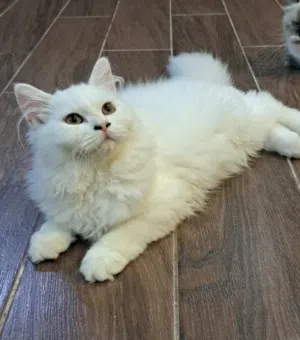 GORGEOUS PURE WHITE JUNIOR PERSIAN CAT