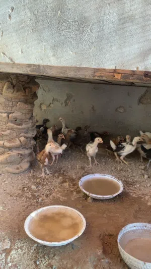 دجاج عمانيات