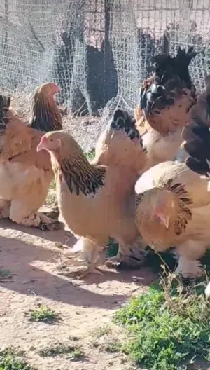 متوفر بيض دجاج برهما عملاق للون ربي يبارك تخصيب مطمون