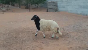 خروف وطني الله يبارك سليم من العيوب عمره 7شهور..