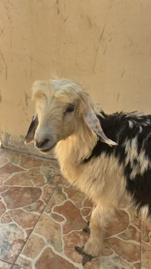 كبش صغير للبيع