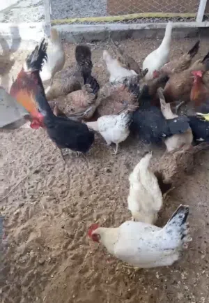 عينك ع الوصف مهم مهم جدا