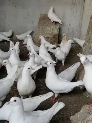 حمام لآحم الفرنسي للبيع تابع الوصف مهم