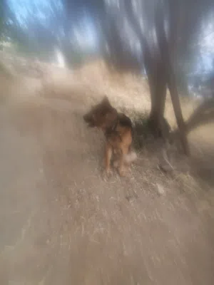 كلب جيرمين