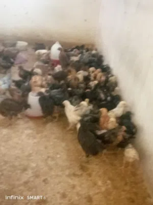 صيصان بلدي ..80قرش اقرا النص عمان جاوا