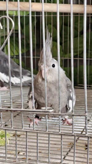 جوز كوكتيل بالصلاة على النبي شغال وصحتهم مية المية موجود رام الله المعني حياه الله