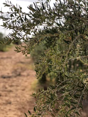 للبيع مزرعه جاهزه وموقع مميز بالعجيلات