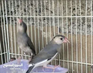 طيور للبيع
