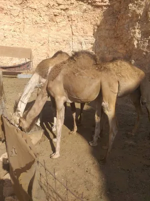 ‏جمال‏4