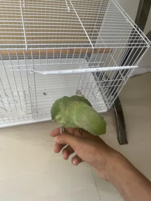 ببغاء دره اليفه