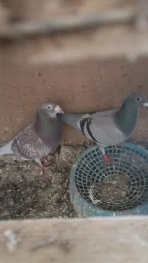 زواجل للبيع