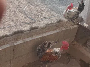 ديكين بو عنيق