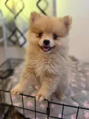pomeranian male 4 months old healthy playful vaccination and passport available