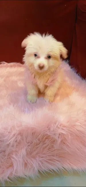 جراوي بمورينيان بيور للبيع