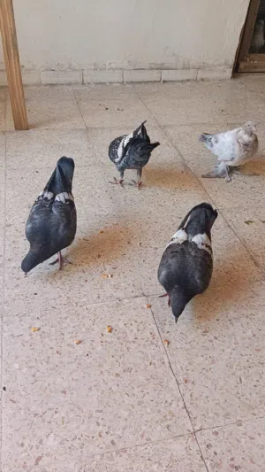 متاح خمس افراخ صلاة النبي
