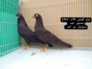 ازواج كويتي قلاب مستوى جيد : ازواج رام بوري مطيار الأسعار الجمله غير يوجد توصيل حسب الاتفاق