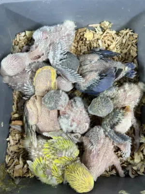 فروخ روز غر للبيع