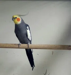 كوكتيل كوكاتيل ذكر نورمل حجم مطور مستوى و موصفات طيبة