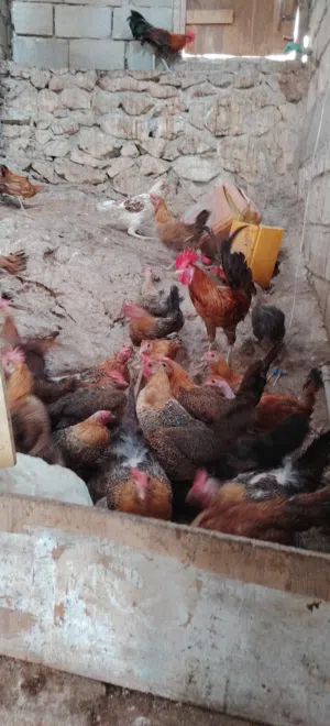دجاح فيومي ذهبي