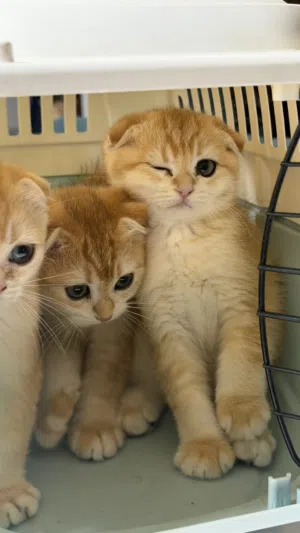 قطط صغيرة للبيع بعمر 3 اشهر