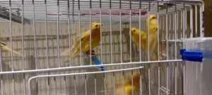 10 فروخ كناري للبيع