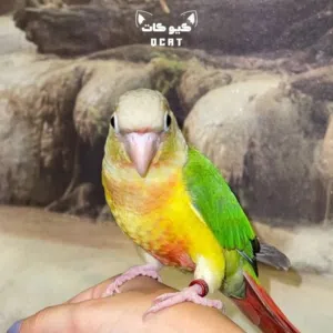 مطلوب أنثى كنيور شرط الفحص أو للبدل مع ذكر