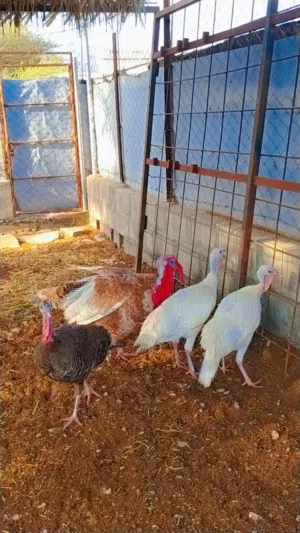 للبيع دجاج رومي منتج