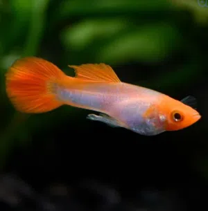 high-quality guppy fish from different breeds (5cm)