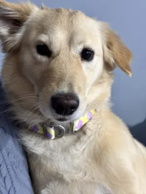 كلبة للتبني Dog for adoption