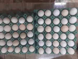 متوفر بيض دجاج عرب وبوركيبة وفيومي ومطوك تخزين جديد