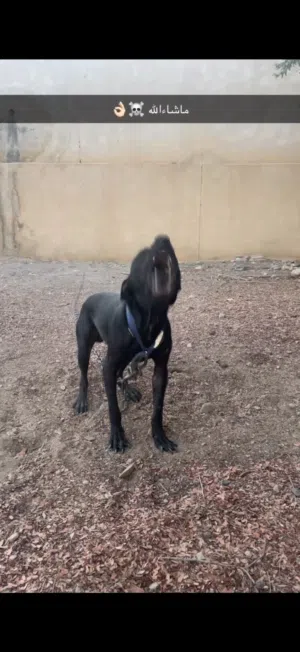 للبيع كلب بيتبول فايتر