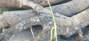 للبيع حطب سمر وسدر وغاف