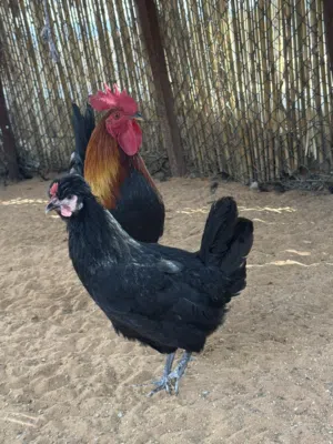 للبيع دجاج حبحب بيور عماني