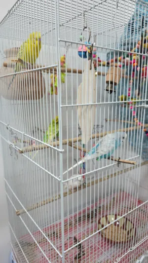 Friendly & Well-Trained Budgies for Sale – 4 Pairs (8 Birds)