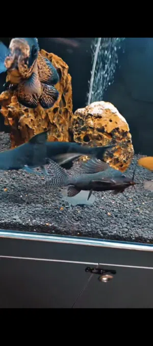 سمكة هلوكبتر 20 سم