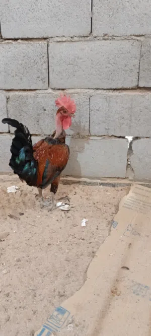 دجاجه وديك للبيع