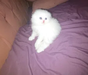 قط سكوتش فولد صغير للبيع.