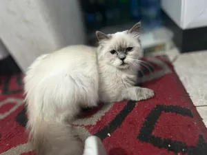 Himalayan3