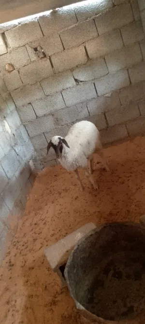 اربعه فطايم