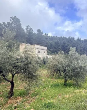 Farm Land for Sale in Jerash Unaybah